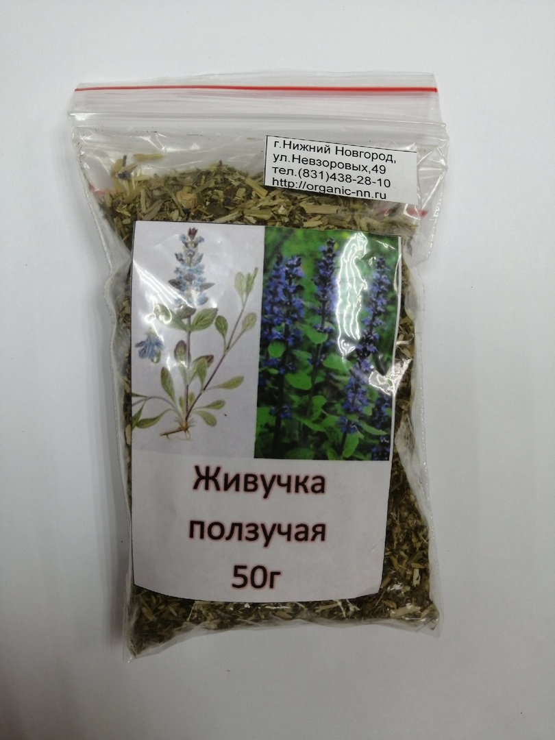 Живучка ползучая, трава 25гр (лат. Ajuga reptans) | Интернет-магазин 